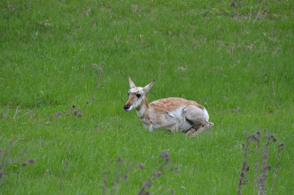 Gabelbock in the Grass — Stockfoto