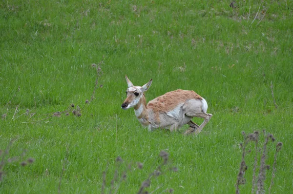 Pronghorn dans l'herbe — Photo