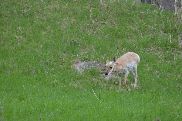 Pronghorn na grama — Fotografia de Stock