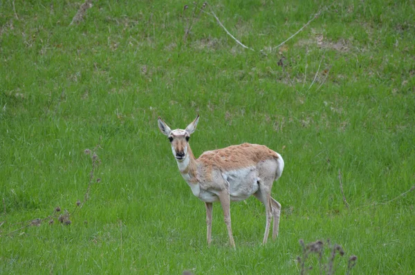 Pronghorn in the grass — Stock Photo, Image