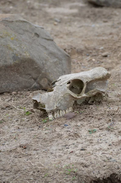 Skallen i smutsen — Stockfoto