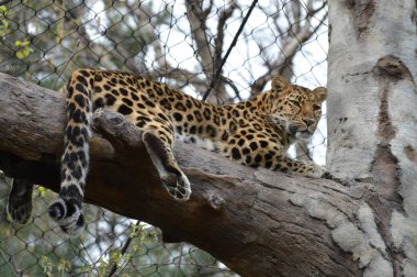 bir ağaçta leopar