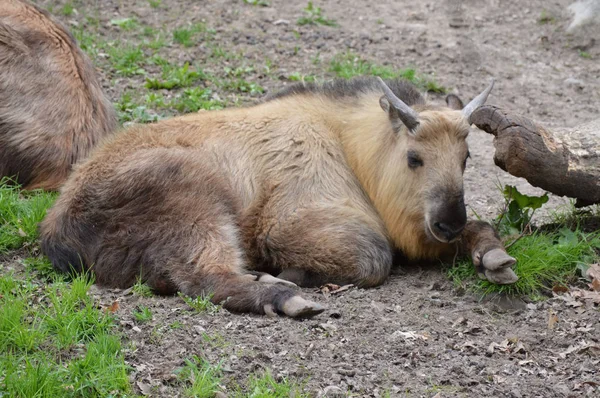 Takin i naturen — Stockfoto