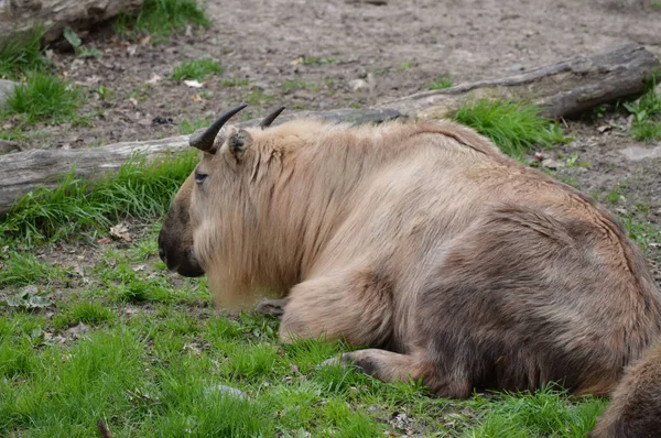 Takin v přírodě — Stock fotografie