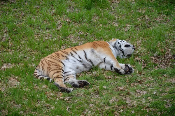 Un tigre durmiendo — Foto de Stock