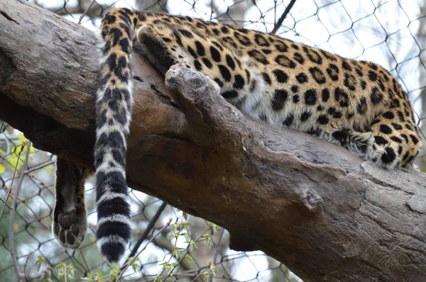 Leopard in een boom — Stockfoto