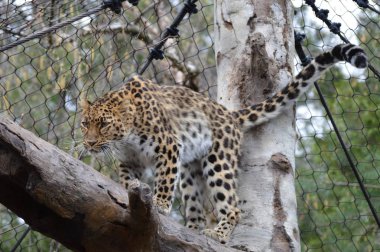 bir ağaçta leopar