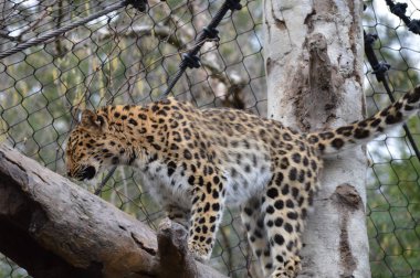 bir ağaçta leopar