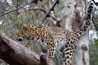 bir ağaçta leopar