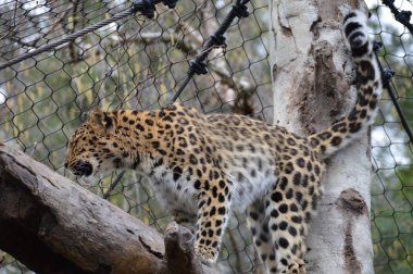 bir ağaçta leopar
