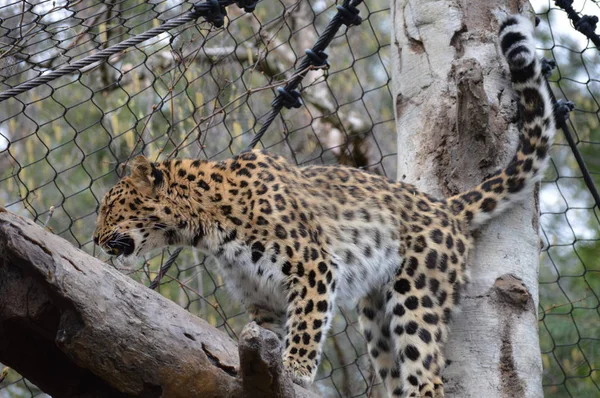 Leopard in een boom — Stockfoto