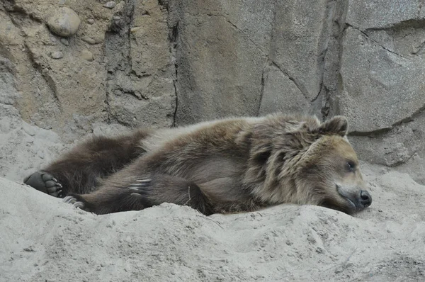 En grizzlybjörn — Stockfoto