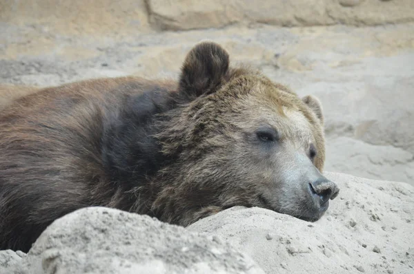 Медведь гризли — стоковое фото