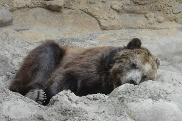 Um urso pardo — Fotografia de Stock