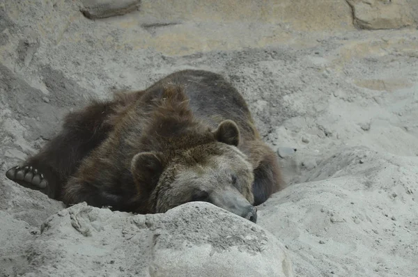 A Grizzly Bear — Zdjęcie stockowe