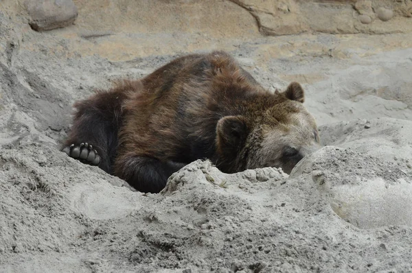 Ein Grizzlybär — Stockfoto