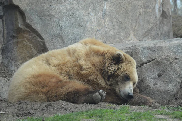 Medvěd grizzly — Stock fotografie