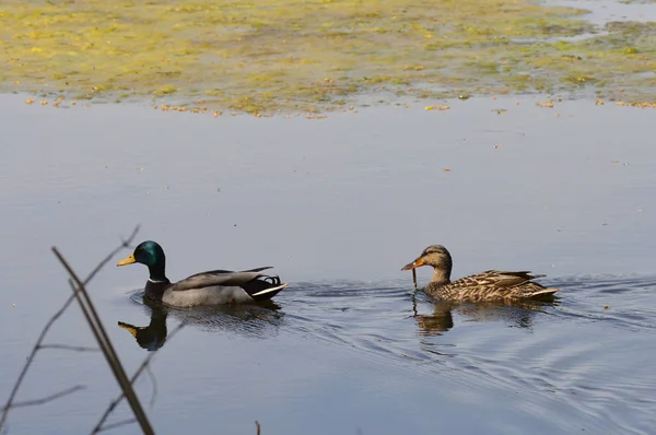 Enten auf dem See — Stockfoto