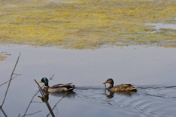 Canards sur le lac — Photo