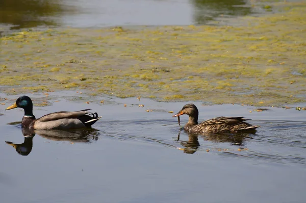 Ducks on the Lake — Stock Photo, Image