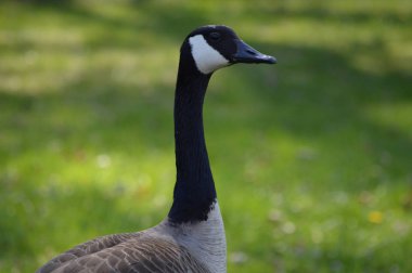 Çimenlerdeki kazlar