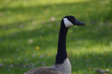 Çimenlerdeki kazlar