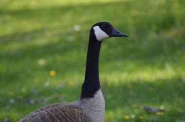 Çimenlerdeki kazlar