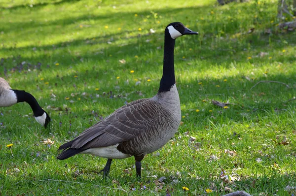 Geese in the Grass — Stock Photo, Image