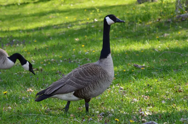 Gäss i gräset — Stockfoto