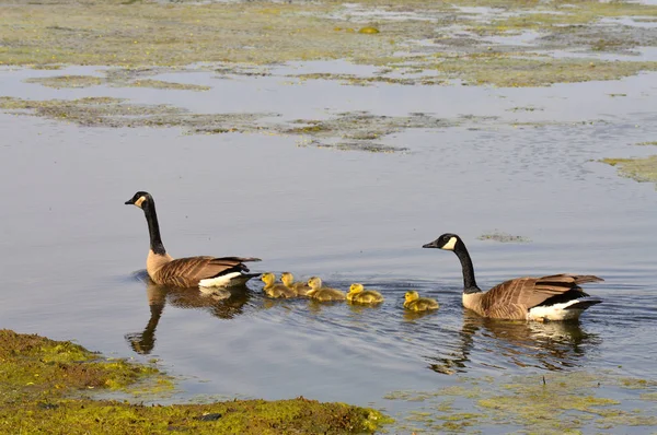 Gansos no lago — Fotografia de Stock