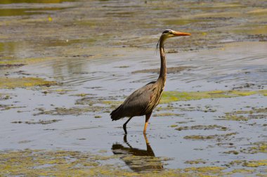 Büyük Mavi Balıkçıl