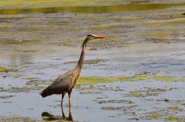 Büyük Mavi Balıkçıl