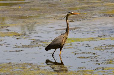 Büyük Mavi Balıkçıl