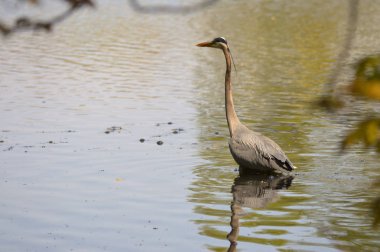 Büyük Mavi Balıkçıl