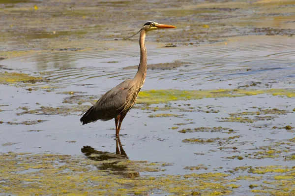 Gran Garza Azul — Foto de Stock