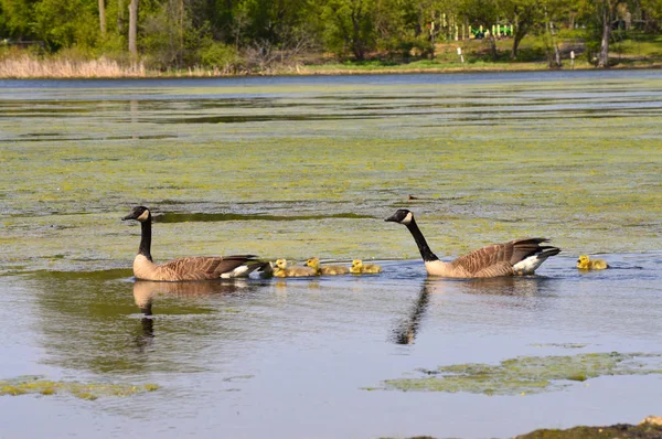 Gansos en el lago — Foto de Stock