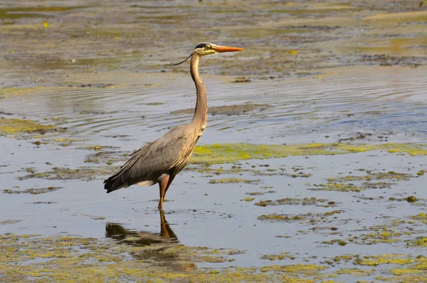 Great Blue Heron — Stock Photo, Image