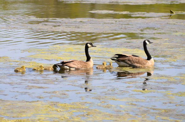 Geese at the Lake — Stock Photo, Image