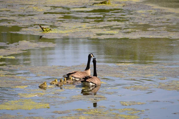 Oies au lac — Photo