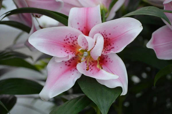 Uma flor de lírio — Fotografia de Stock