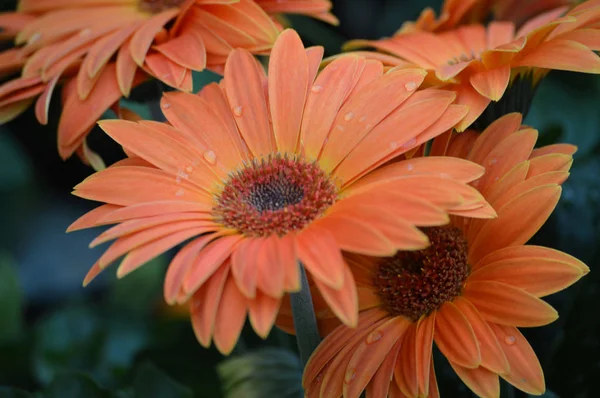 Uma flor de Gerbera — Fotografia de Stock