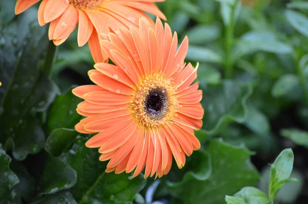 Uma flor de Gerbera — Fotografia de Stock