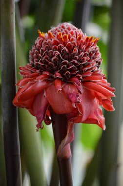 Kırmızı meşale zencefil