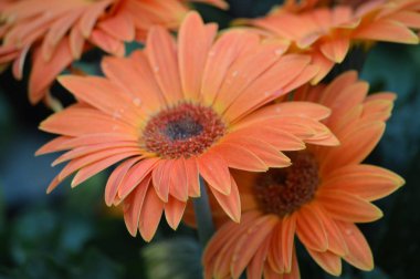 Gerbera çiçek