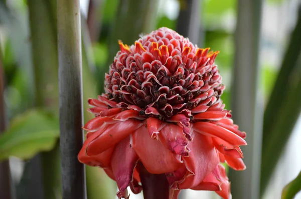 Red Torch Ginger — Stock Photo, Image