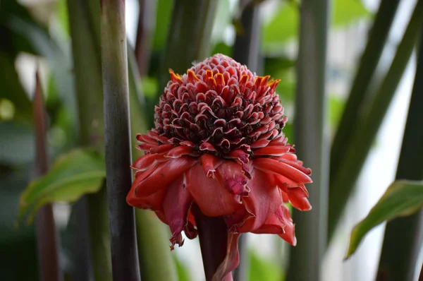 Gengibre vermelho da tocha — Fotografia de Stock