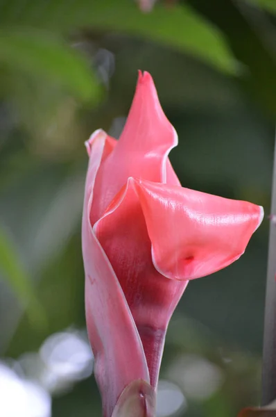 Antorcha roja jengibre — Foto de Stock