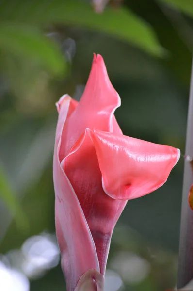 Gengibre vermelho da tocha — Fotografia de Stock