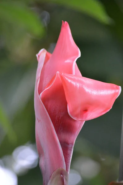 Gengibre vermelho da tocha — Fotografia de Stock