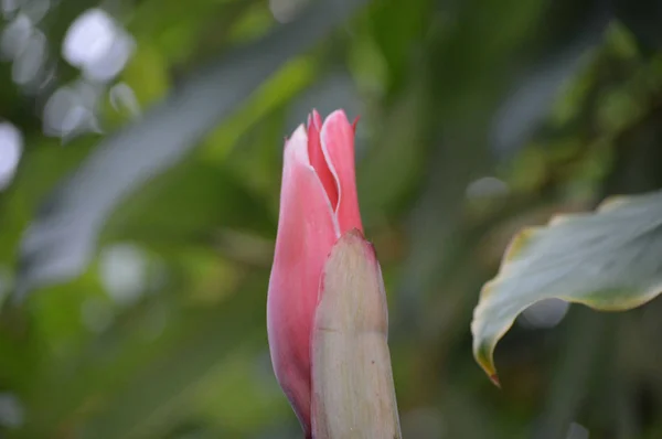 Gengibre vermelho da tocha — Fotografia de Stock